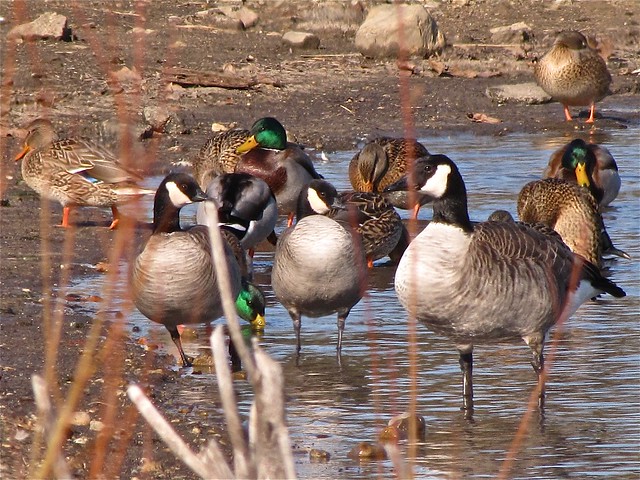 Richardson's Cackling Goose at White Oak Park in Bloomington, IL 01