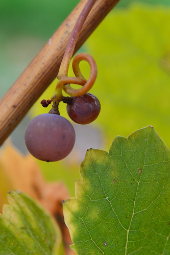 One and a half grape in the vineyard