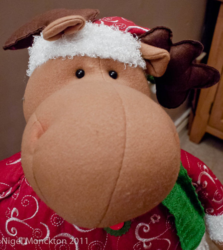 1000/673: 16 Dec 2011: Brown-nosed reindeer by nmonckton
