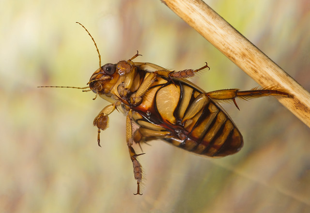 Wasp diving beetle 4 edited