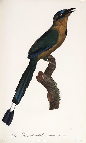 010-El Momot adulto macho-Histoire naturelle des Oiseaux de paradis et des Rolliers.. 1806-François Levaillant