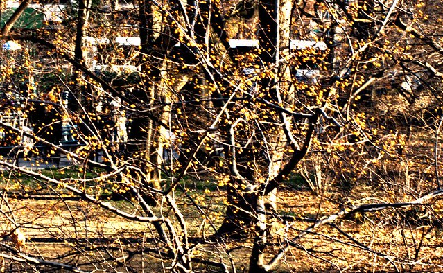 20111230-golden berry tree IMG_3625.jpg