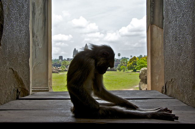 The monkeys of Angkor Wat.