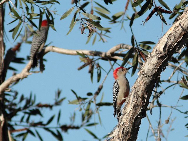 Red-bellied Woodpeckers 20120108