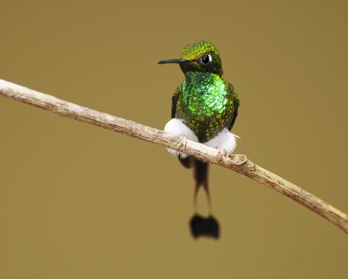 booted racket-tail