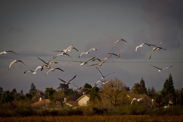 Gulls in flight over Bakersfield