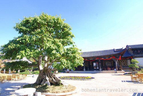 tree at Zhu Family Gardens