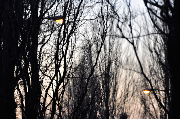 lights-through-branches