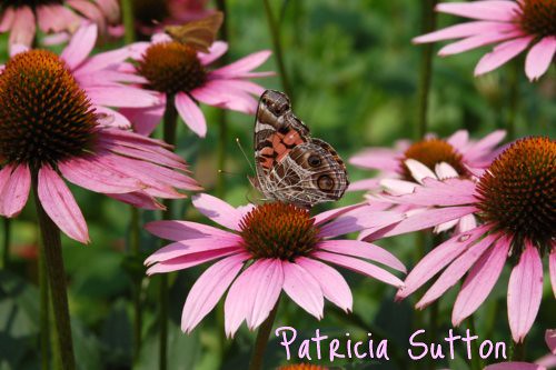 (2) Butterfly GDN.jpg