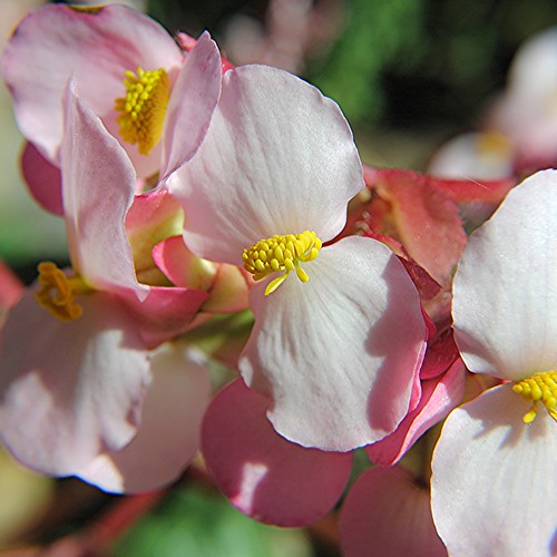Delicate Pink Begonia petals and golden pollen clusters by jungle mama