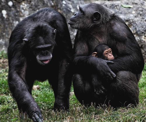 無料写真素材|動物|猿・サル|チンパンジー|動物親子