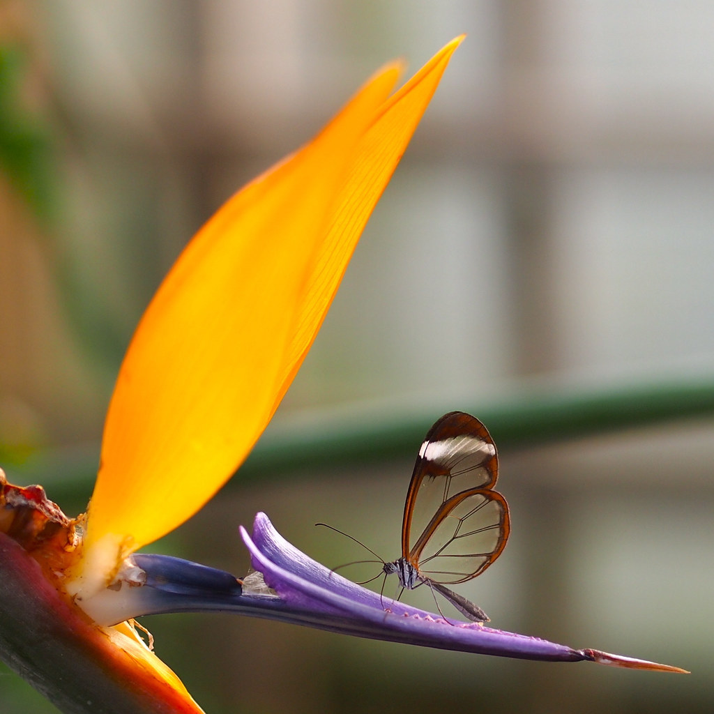 Glasswing on a bird of paradise