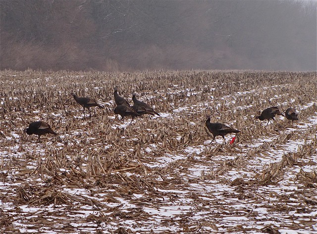 Wild Turkey at Lake Bloomington, IL 03
