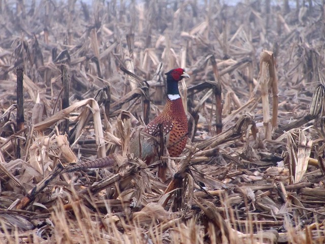Ring-necked Pheasant in Livingston County 02
