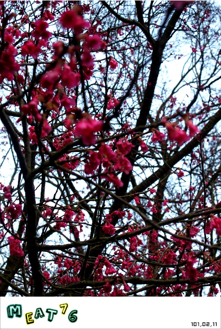 【遊記】陽明山國家公園｜櫻花乍現在粉紅意境的花花世界22