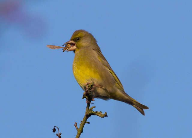 greenfinch with sycamore seed