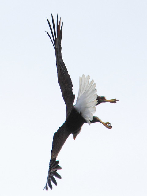 Bald Eagle male in flight 2-20120217