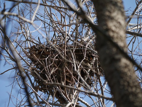 Possibly Nesting Cooper's Hawks - Nest