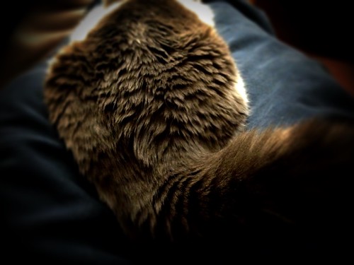 catonmylap by Nature Morte