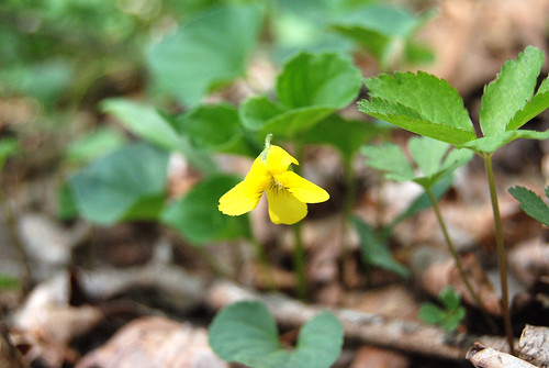 Picture of a yellow violet wildflower from the Ozarks in Missouri.
