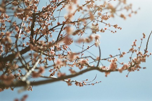 blossom.