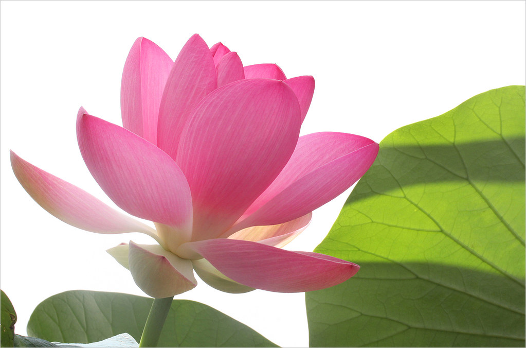 EXPLORED! Lotus Flower