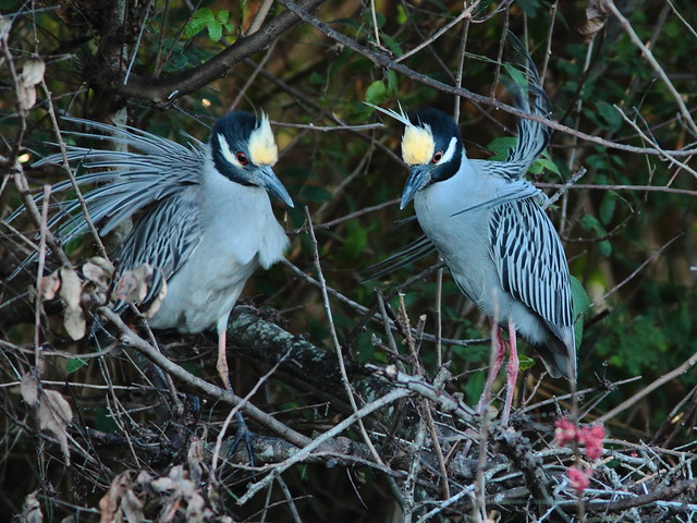 Yellow-crowned Night Heron pair displaying 91-20120304
