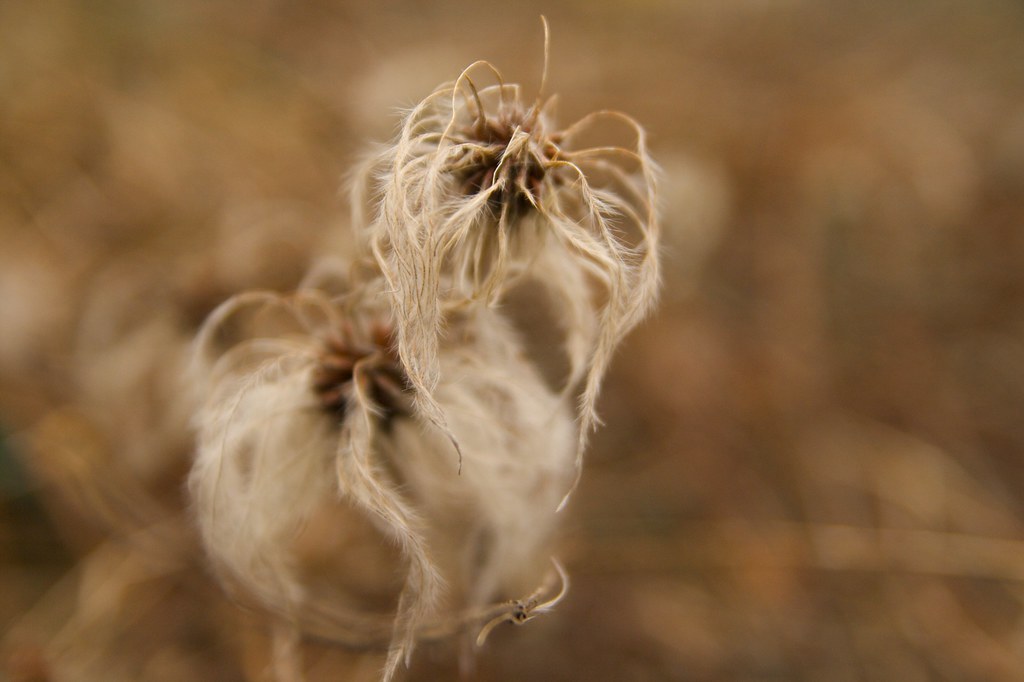 clematis seedhead  1268