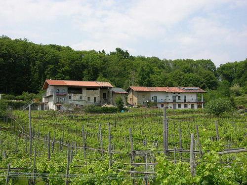 Home and the vineyards