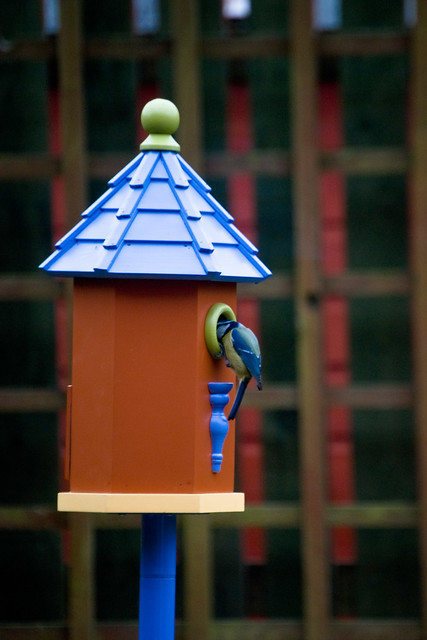 130312_ Our new bird house has a visitor no3