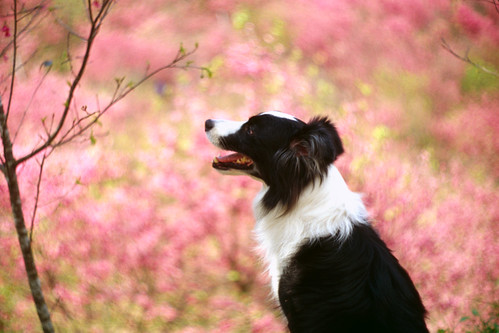 無料写真素材|動物|犬・イヌ|ボーダー・コリー