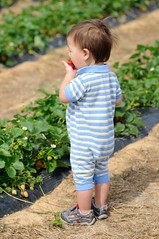 H and S Farm Strawberry Picking