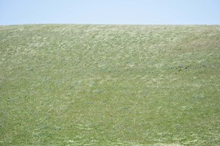 Dunnigan Hills grasslands