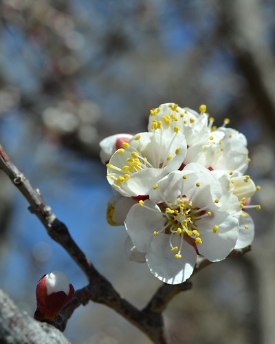 Apricot blossoms