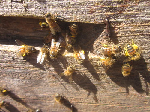 bees collecting yellow pollen from spring