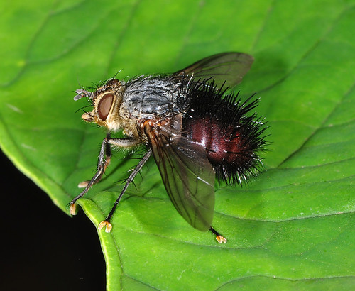 Hedgehog fly (Tachinidae)