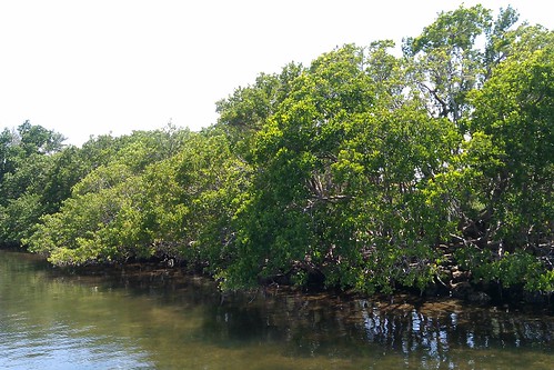 Biscayne Mangroves by Lisa's Random Photos