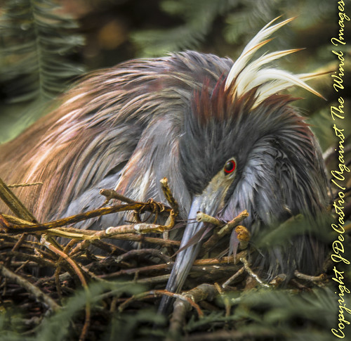 Tri Color Heron nesting-4280 by Against The Wind Images
