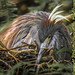 Tri Color Heron nesting-4280