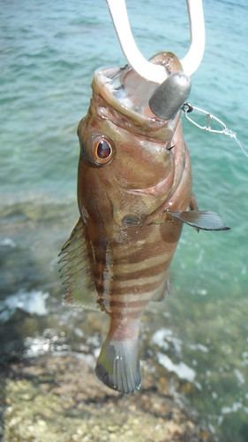 Koh Samui Fishing (3)