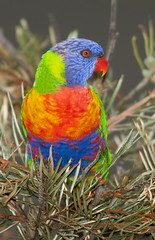 Birds - Australia