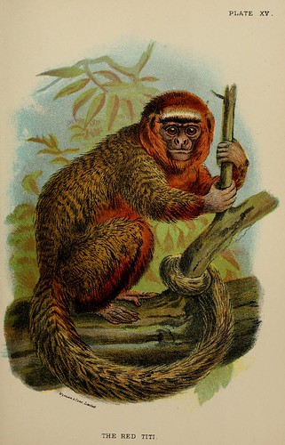016-Titi rojo-A hand-book  to the primates-Volume 1-1896- Henry Ogg Forbes