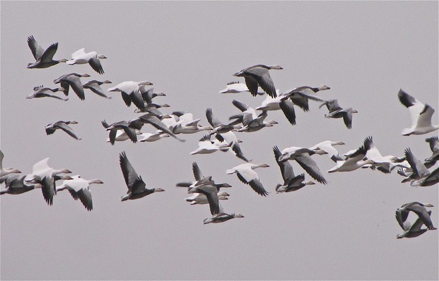 Snow Geese at Gridley Wastewater Treatment Ponds in McLean County, IL 02