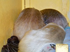 Three little anteaters sleeping in a pile