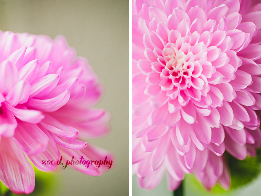 macro pink flower copy