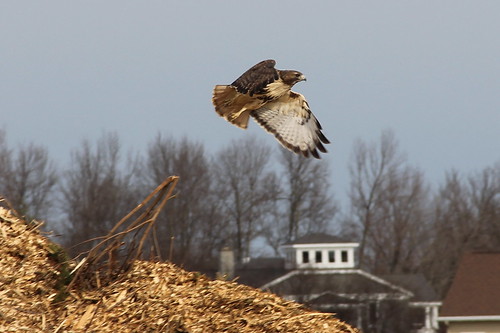 Hawk taking off