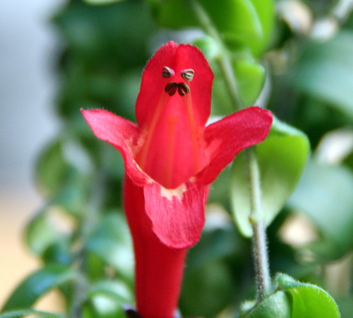 flor de columnea