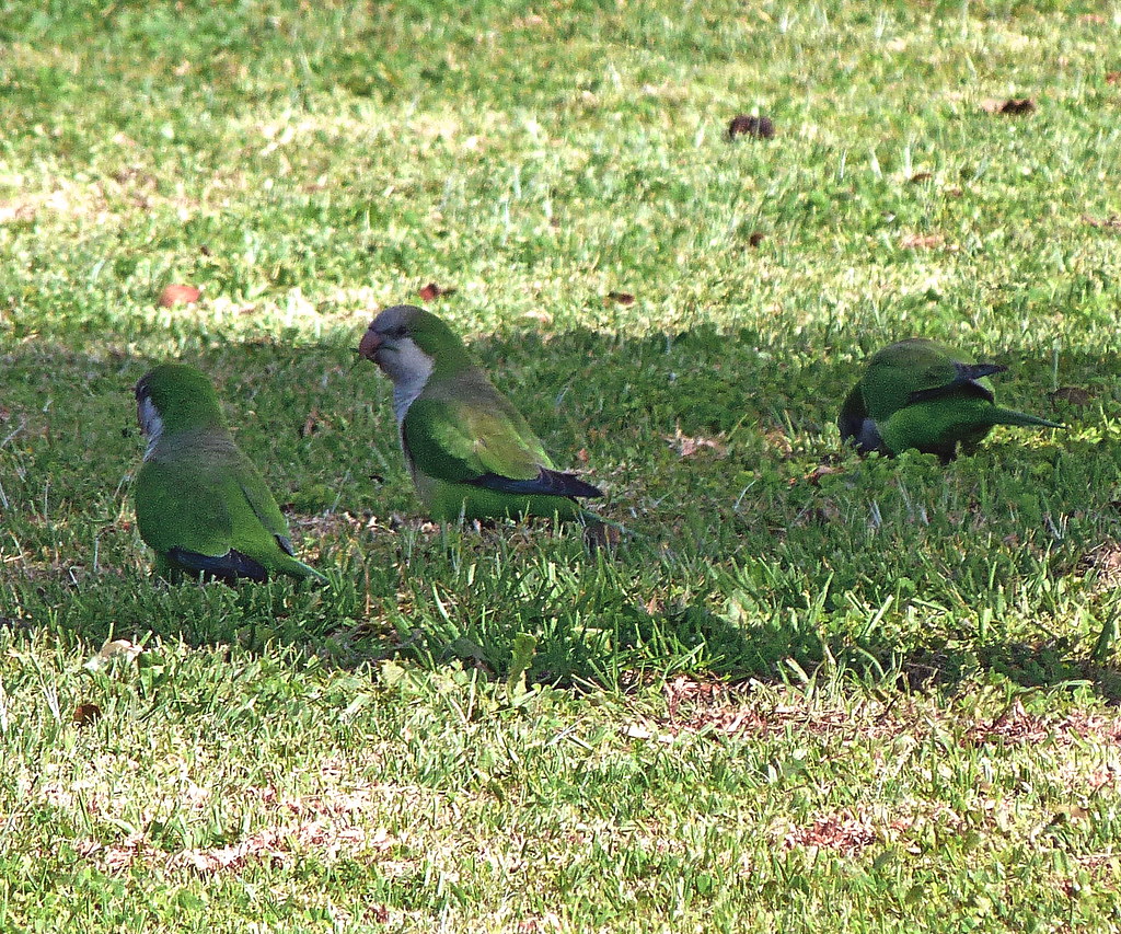 11-02-2012-grass-parrots