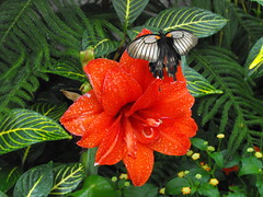 Papillons en liberté 2012