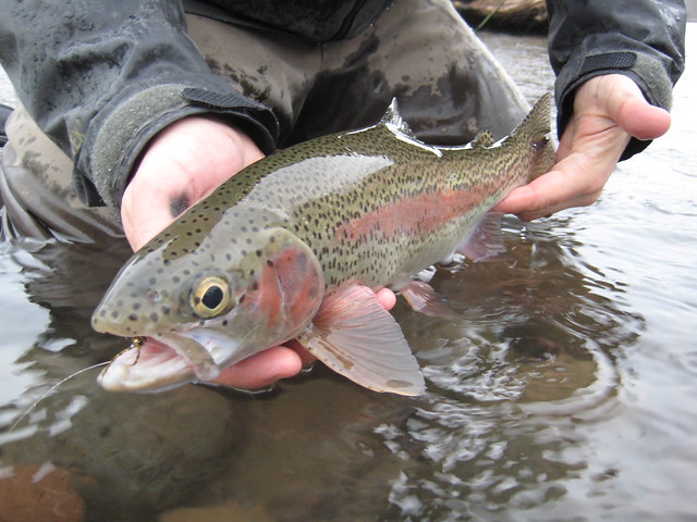 Redside Rainbow Trout Photo by Ethan Nickel